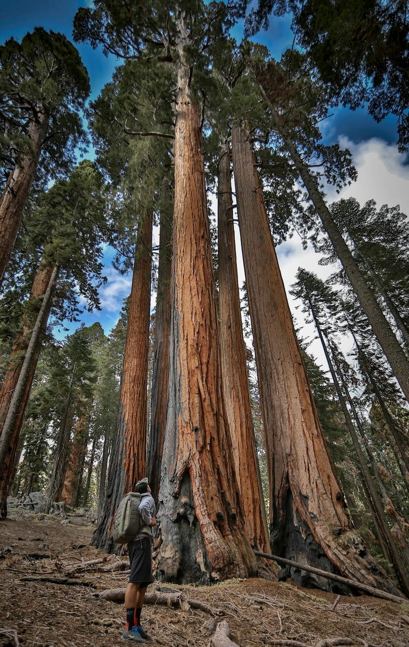 Tall straight conifers seen from below against an open sky